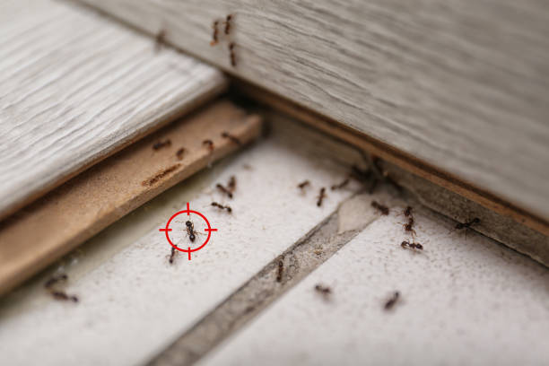 Best Pest Prevention Services  in Arthurtown, SC