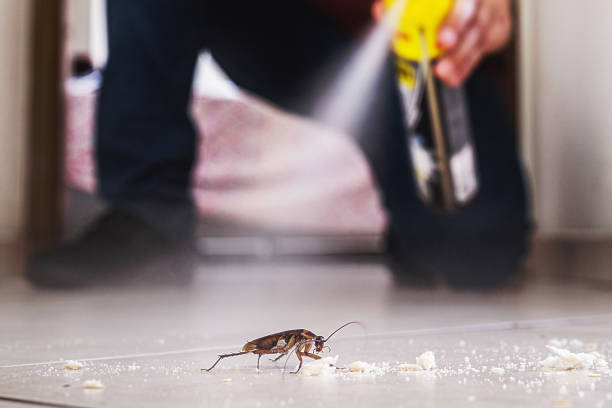 Best Flea Control Services  in Arthurtown, SC